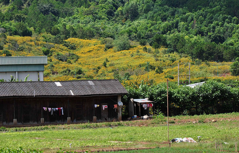 Hoa dua can ru, Hoa Tet, Hạt giống hoa, hoa treo, dạ yến thảo, hoa phong lữ thảo, hoa phong lu thao, hoa treo ban công, hạt giống hoa oải hương, bán hạt giống hoa oải hương, hat giong hoa oai huong, hạt giống  chất lượng cao, hat giong hoa , hat giong hoa chat luong cao, hoa trong tham, hoa trong chau, hoa lan, hoa phong lan